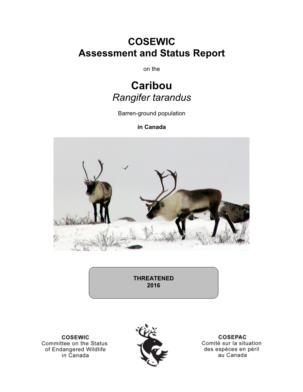 Caribou (Barren-Ground Population) Rangifer Tarandus