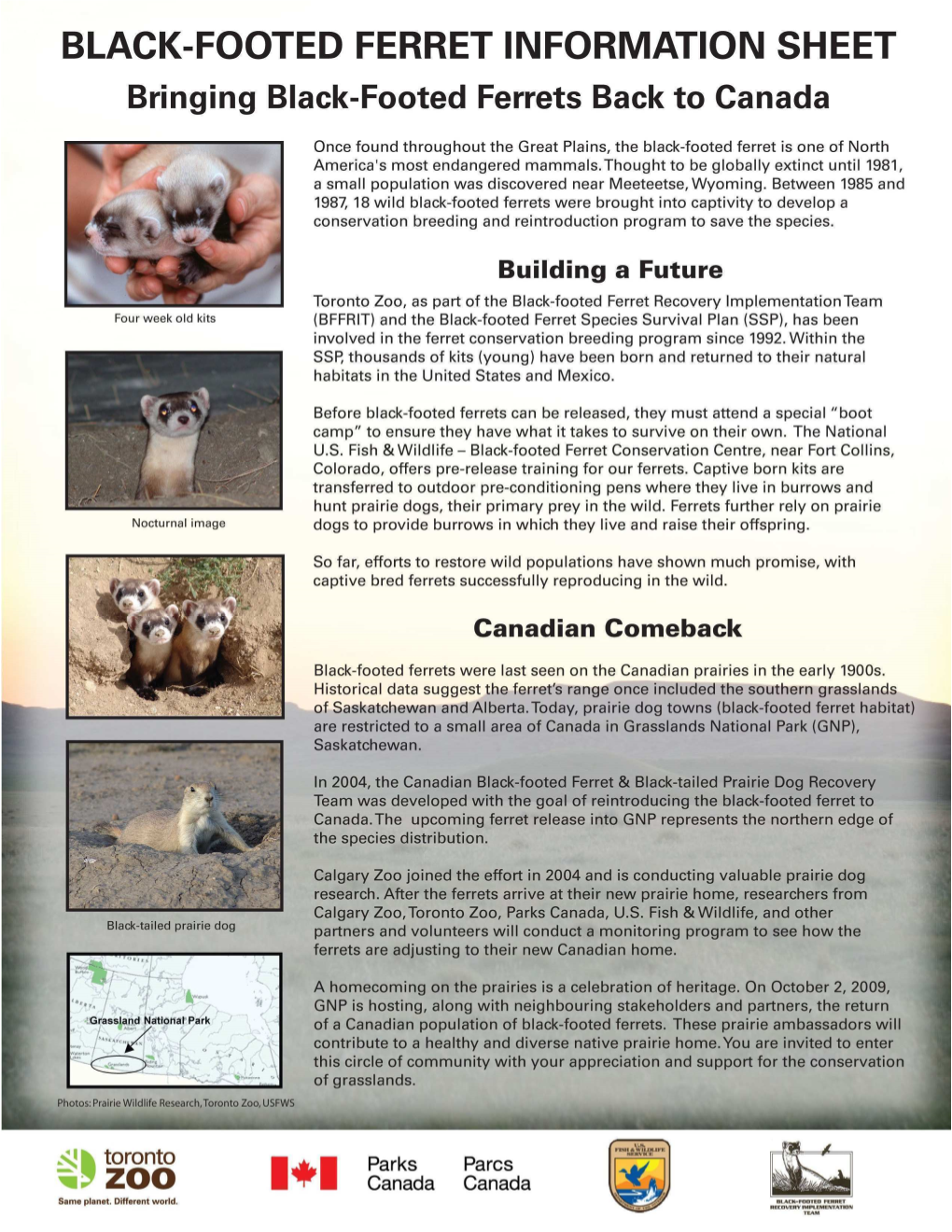 Black-Footed Ferret Media