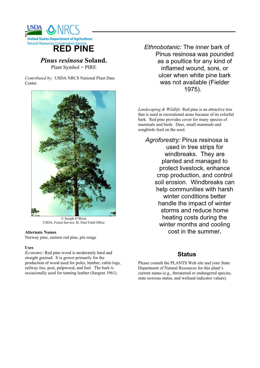 Red Pine Plant Guide