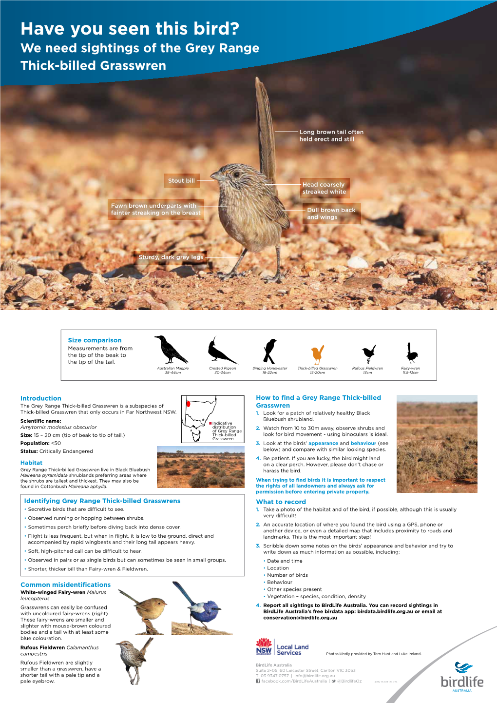 Have You Seen This Bird? We Need Sightings of the Grey Range Thick-Billed Grasswren