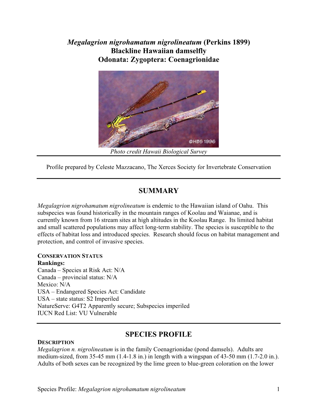 Megalagrion Nigrohamatum Nigrolineatum (Perkins 1899) Blackline Hawaiian Damselfly Odonata: Zygoptera: Coenagrionidae