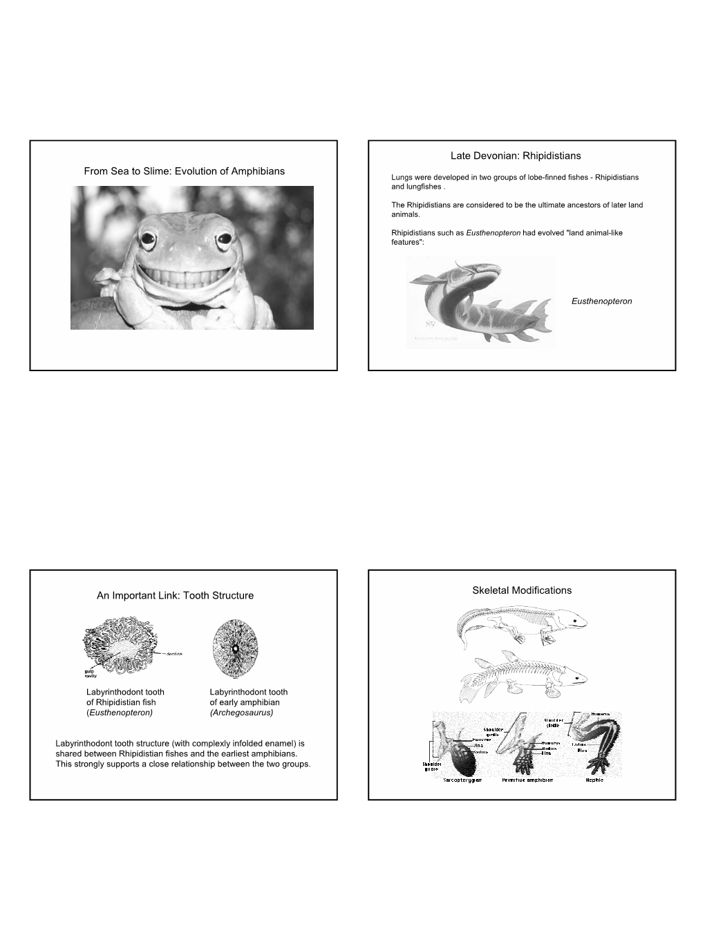 From Sea to Slime: Evolution of Amphibians Late Devonian: Rhipidistians an Important Link: Tooth Structure Skeletal Modification