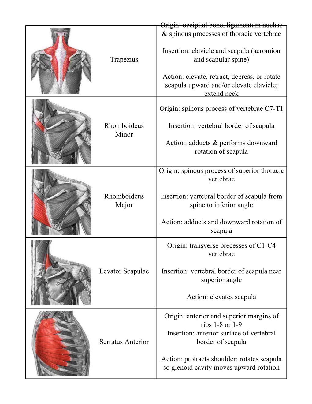 Trapezius Origin: Occipital Bone, Ligamentum Nuchae & Spinous Processes of Thoracic Vertebrae Insertion: Clavicle and Scapul