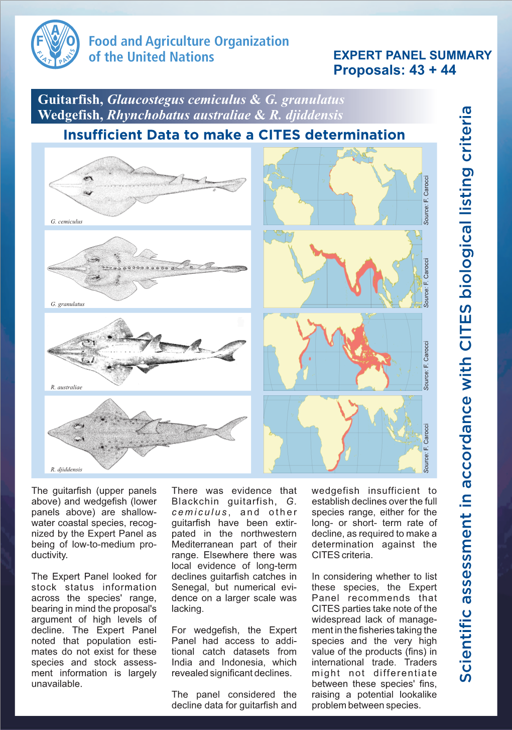 Guitarfish, Glaucostegus Cemiculus & G. Granulatus Wedgefish