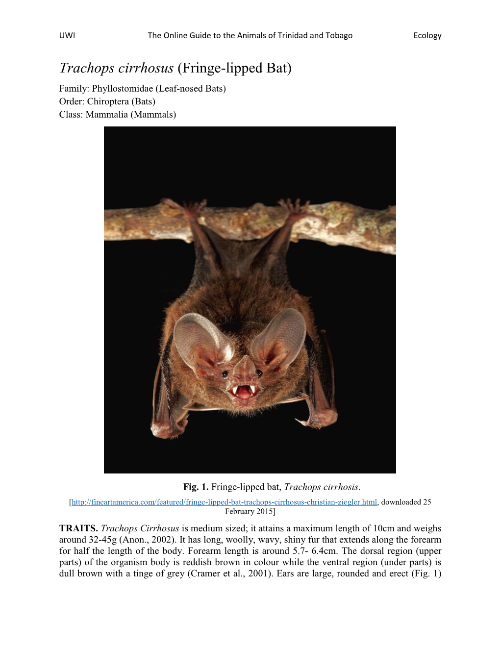 Trachops Cirrhosus (Fringe-Lipped Bat) Family: Phyllostomidae (Leaf-Nosed Bats) Order: Chiroptera (Bats) Class: Mammalia (Mammals)
