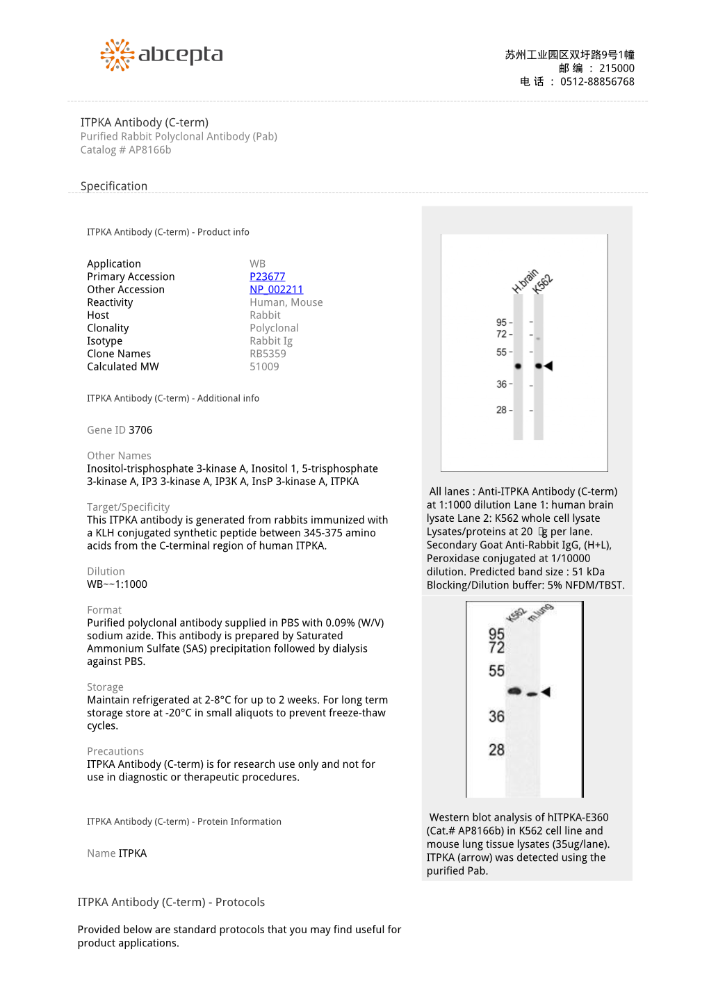 ITPKA Antibody (C-Term) Purified Rabbit Polyclonal Antibody (Pab) Catalog # Ap8166b