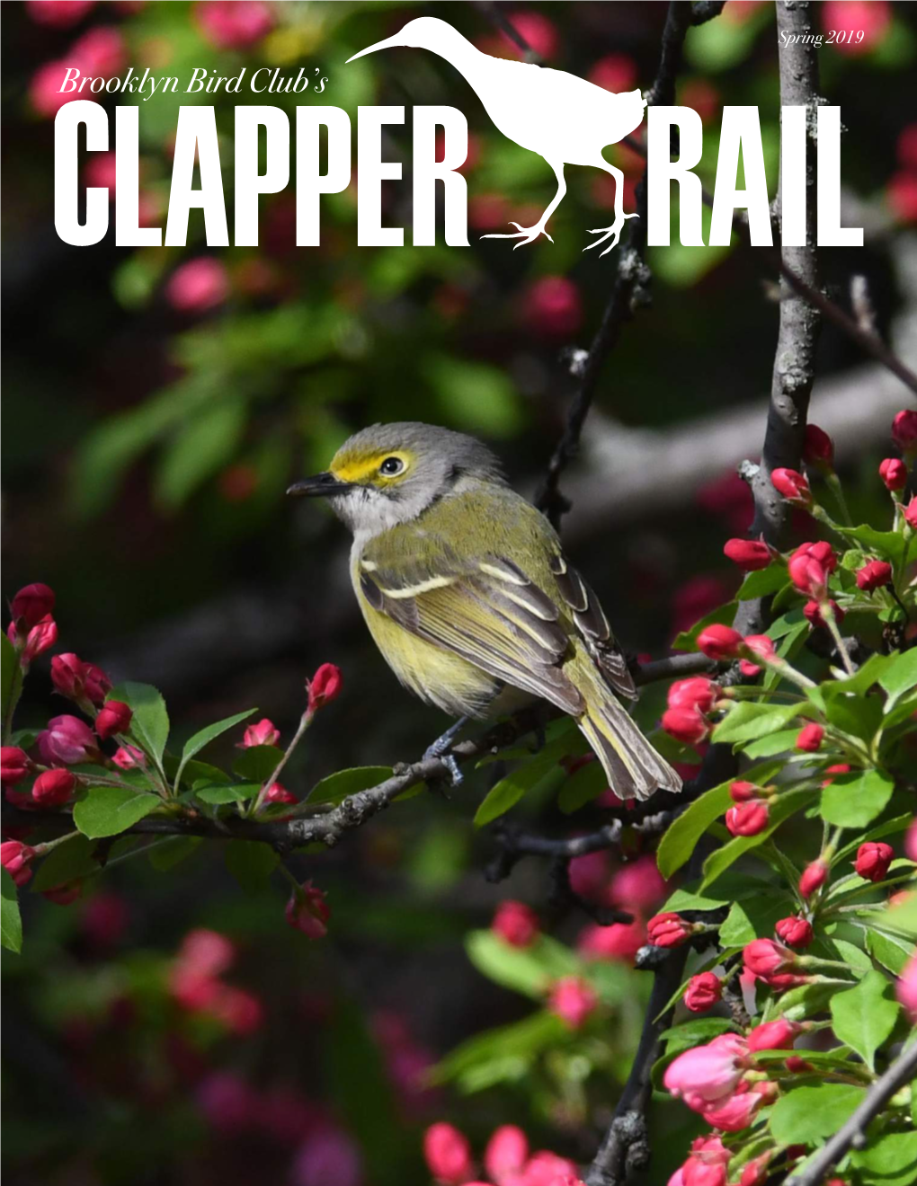 Spring 2019 Brooklyn Bird Club’S the Clapper Rail Spring 2019 Inside This Issue