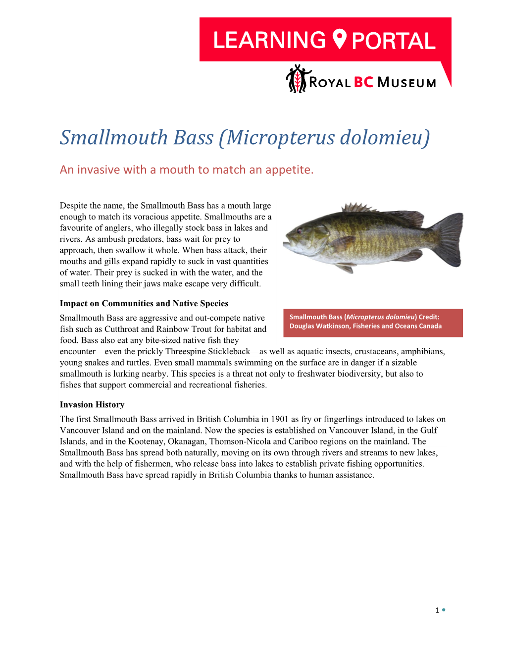 Smallmouth Bass (Micropterus Dolomieu)