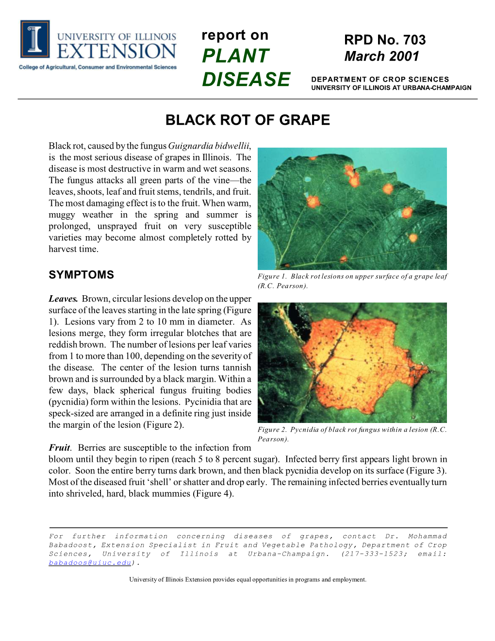 Black Rot of Grape