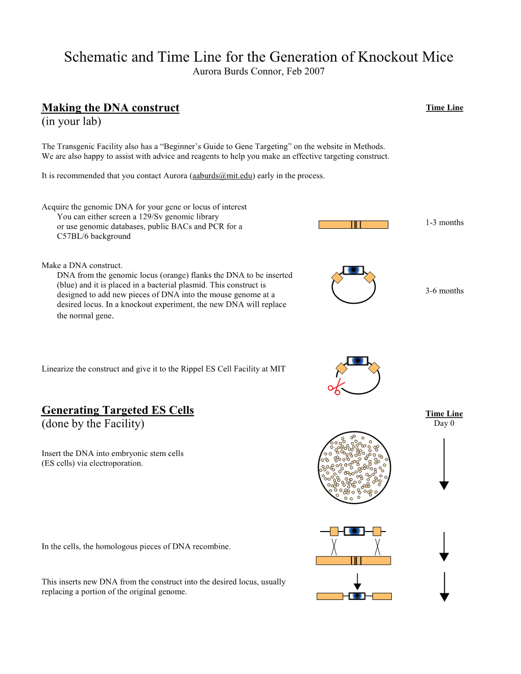 Schematic and Time Line for the Generation of Knockout Mice Aurora Burds Connor, Feb 2007