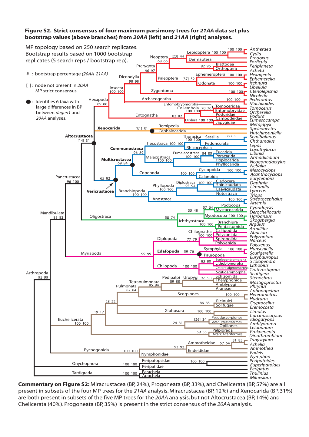 Figure S2. Strict Consensus of Four Maximum Parsimony Trees for 21AA Data Set Plus Bootstrap Values (Above Branches) from 20AA (Left) and 21AA (Right) Analyses