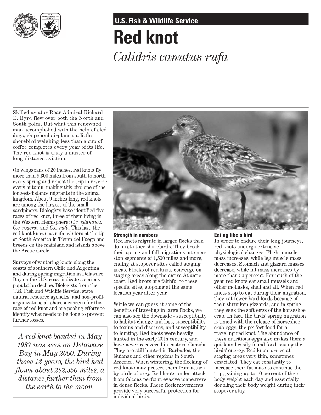 Red Knot BW Fact Sheet