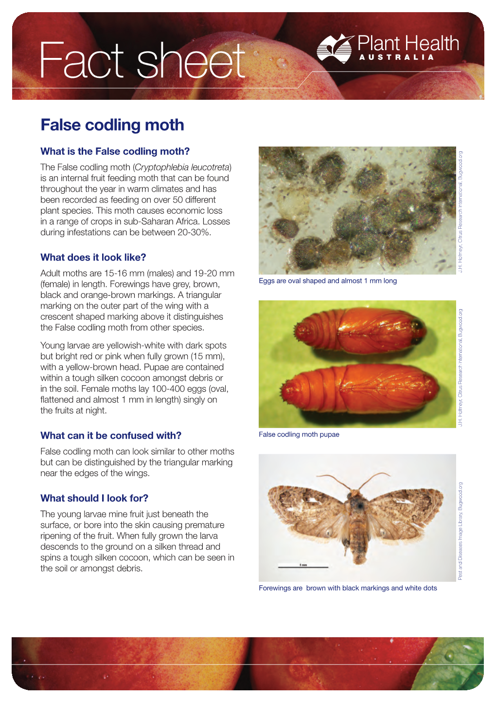 False Codling Moth