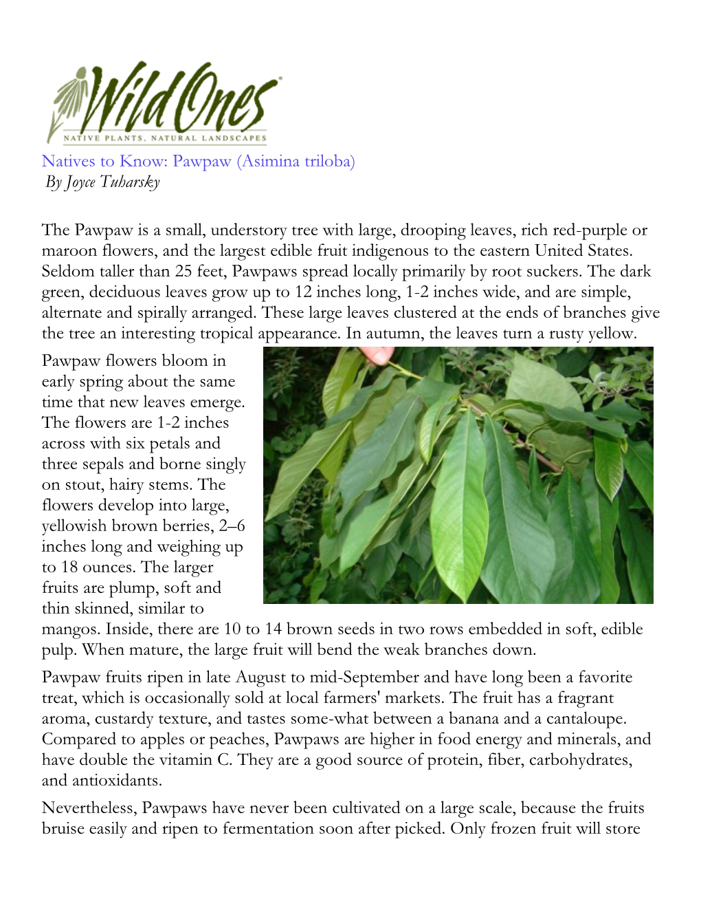 Natives to Know: Pawpaw (Asimina Triloba) by Joyce Tuharsky The