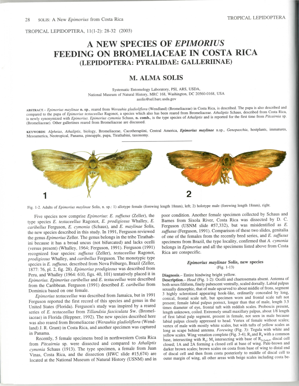 A New Species of Epimorius Feeding on Bromeliaceae in Costa Rica (Lepidoptera: Pyralidae: Galleriinae)