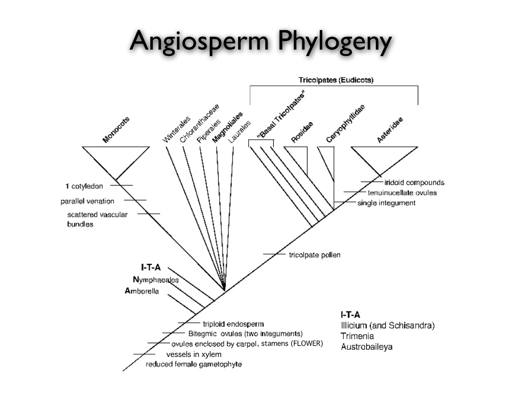 Angiosperm Phylogeny