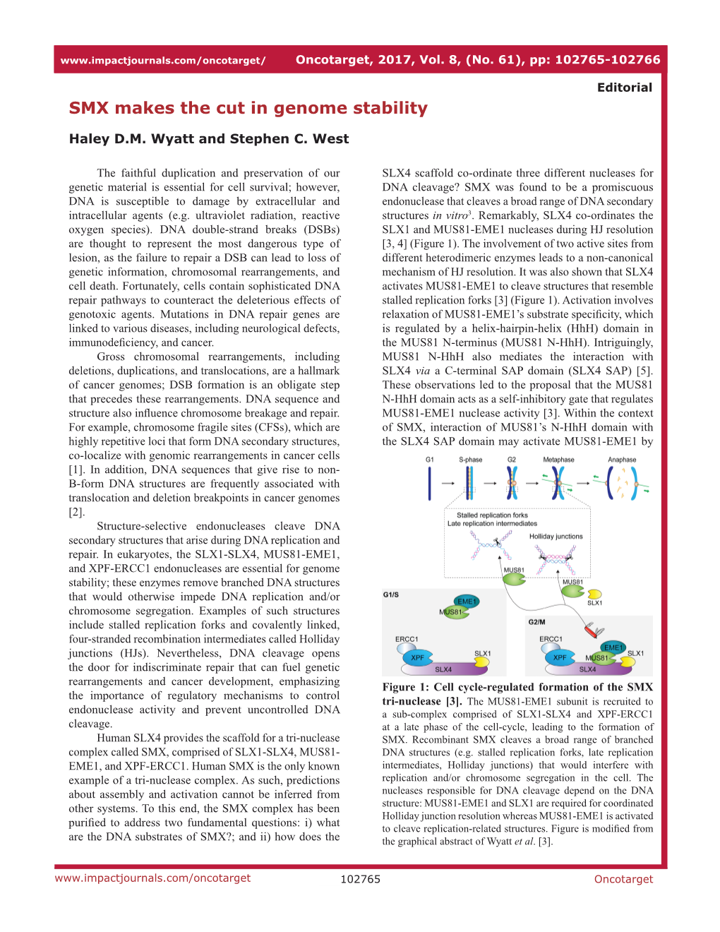 SMX Makes the Cut in Genome Stability