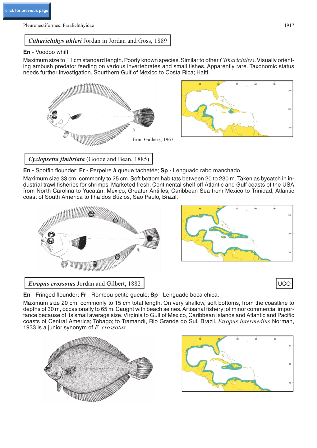 Citharichthys Uhleri Jordan in Jordan and Goss, 1889 Cyclopsetta Fimbriata