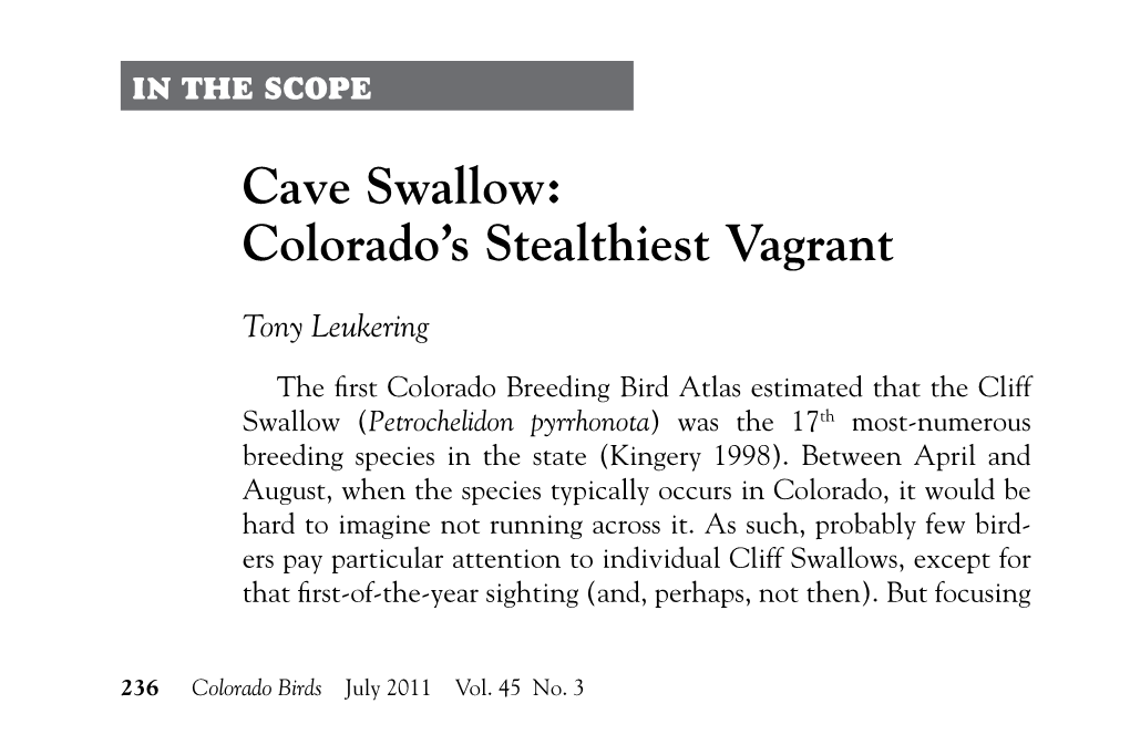 Cave Swallow: Colorado’S Stealthiest Vagrant