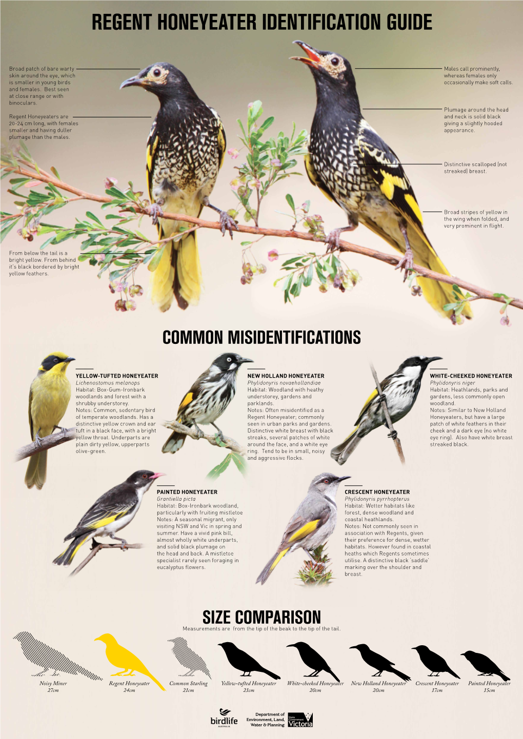 Regent Honeyeater Identification Guide