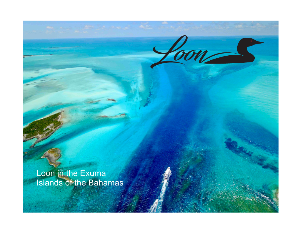 Loon in the Exuma Islands of the Bahamas