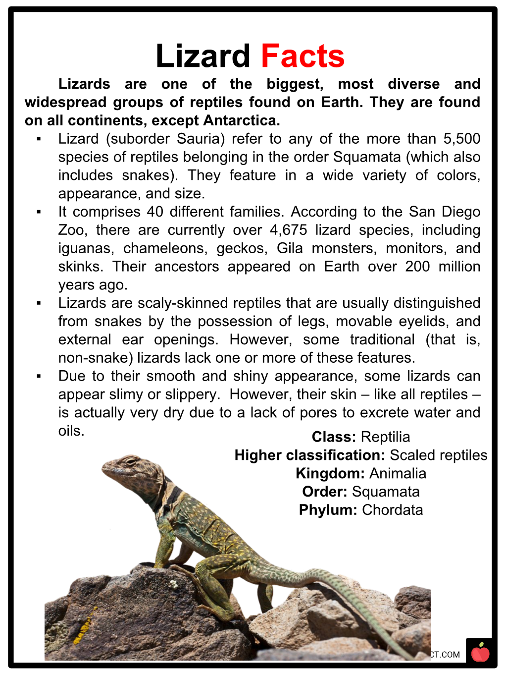 Lizard Facts Lizards Are One of the Biggest, Most Diverse and Widespread Groups of Reptiles Found on Earth