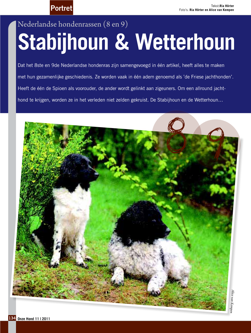 Stabijhoun & Wetterhoun
