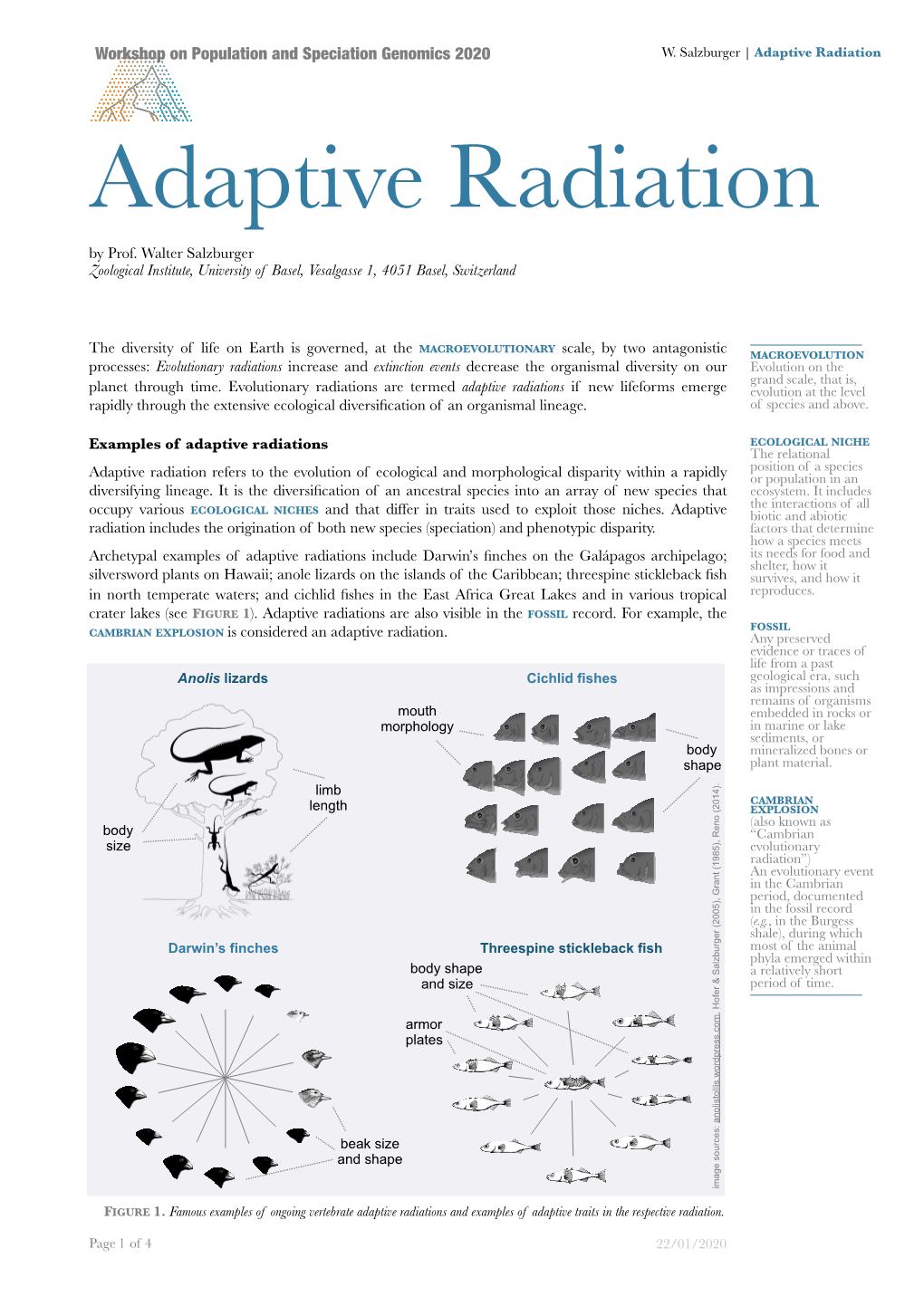 Adaptive Radiation Adaptive Radiation by Prof