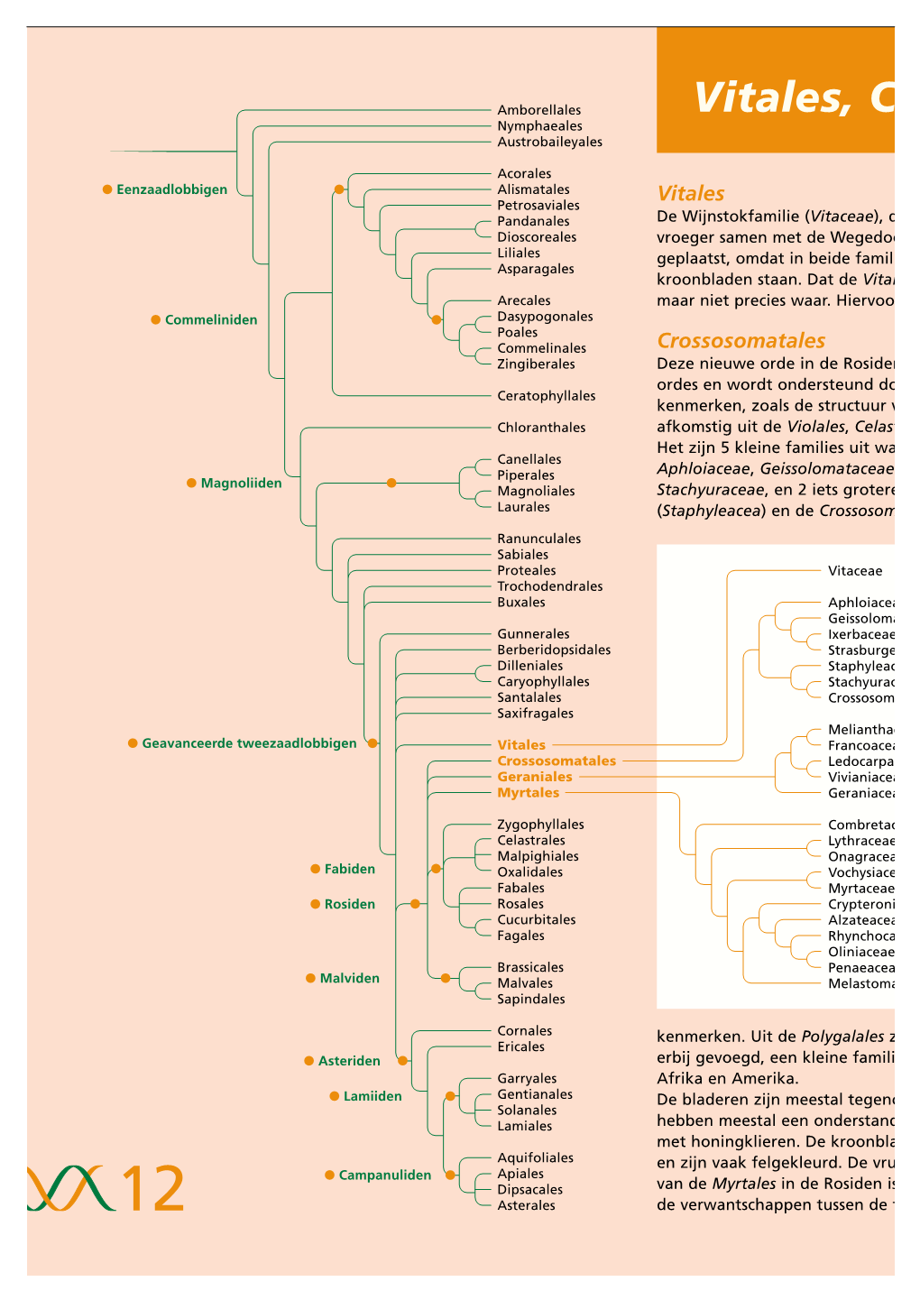 Vitales, C Nymphaeales Austrobaileyales