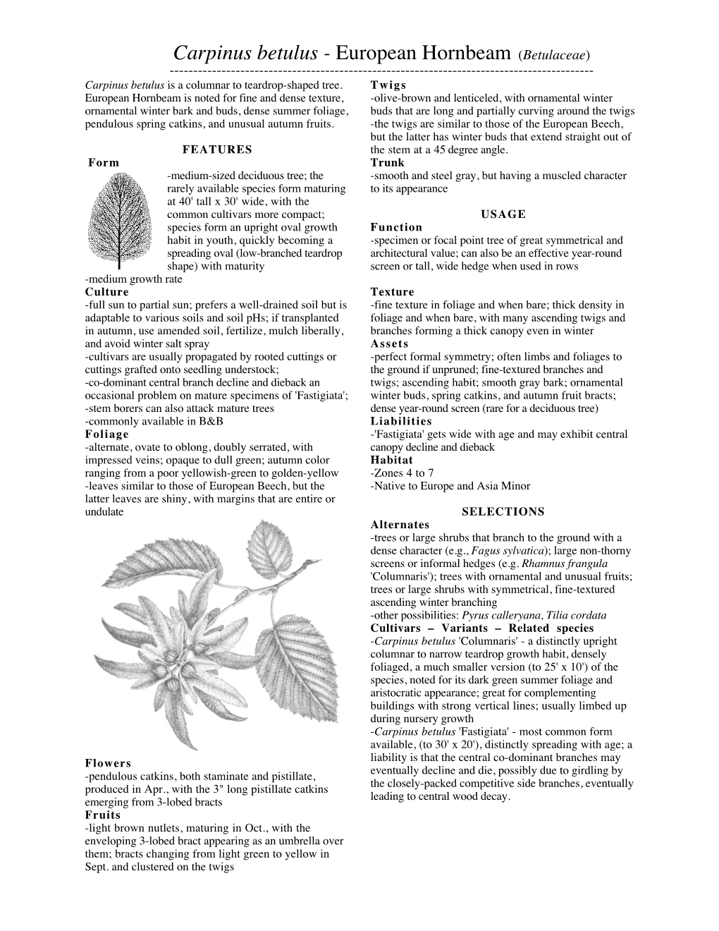 Carpinus Betulus - European Hornbeam (Betulaceae) ------Carpinus Betulus Is a Columnar to Teardrop-Shaped Tree