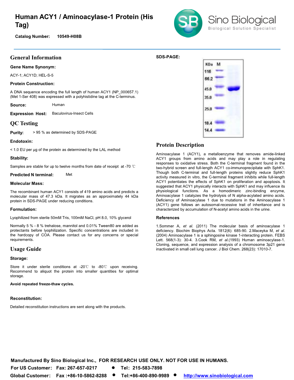 Human ACY1 / Aminoacylase-1 Protein (His Tag)