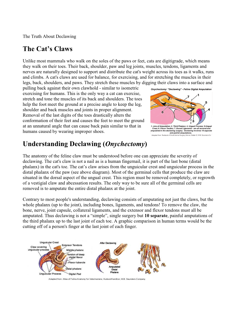 The Cat's Claws Understanding Declawing (Onychectomy)