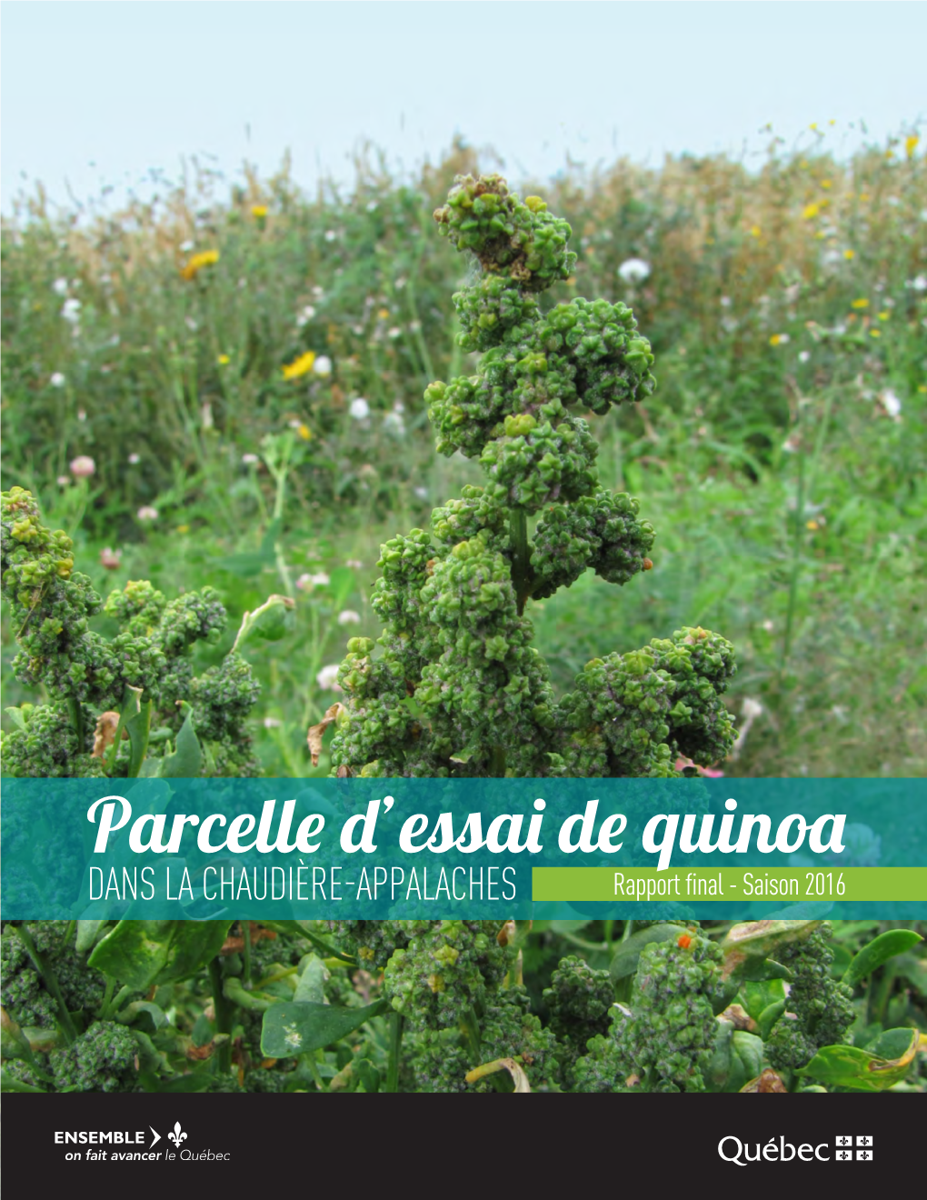 Parcelle D'essai De Quinoa Dans La Chaudière-Appalaches