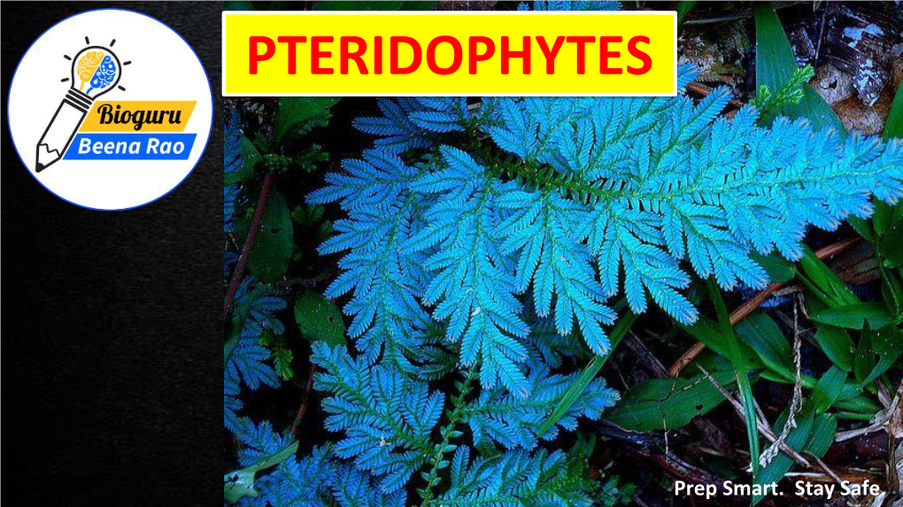 Pteridophytes