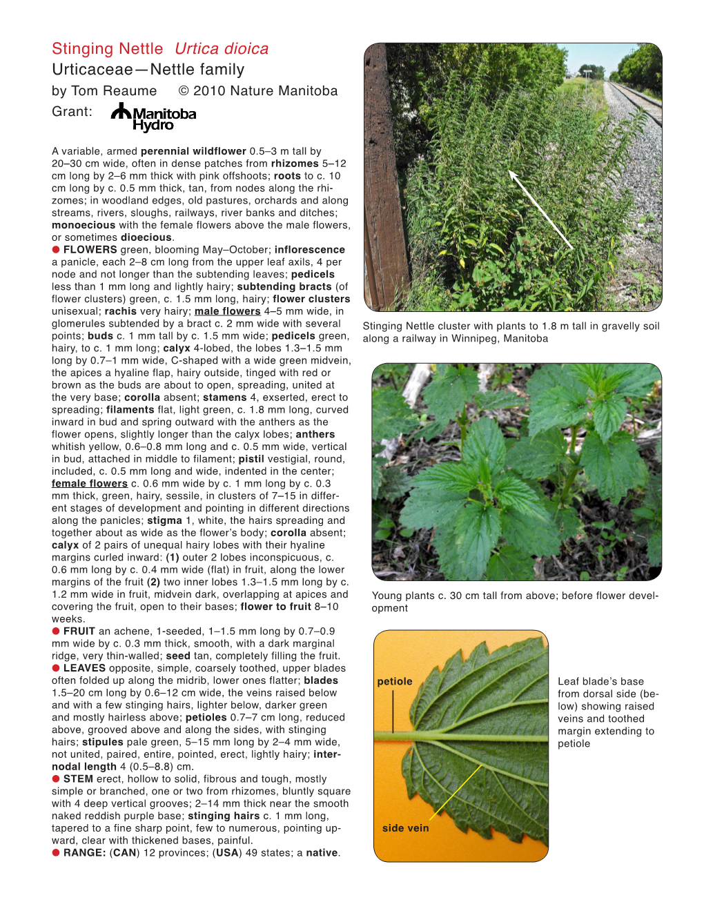 Stinging Nettle Urtica Dioica Urticaceae—Nettle Family by Tom Reaume © 2010 Nature Manitoba Grant