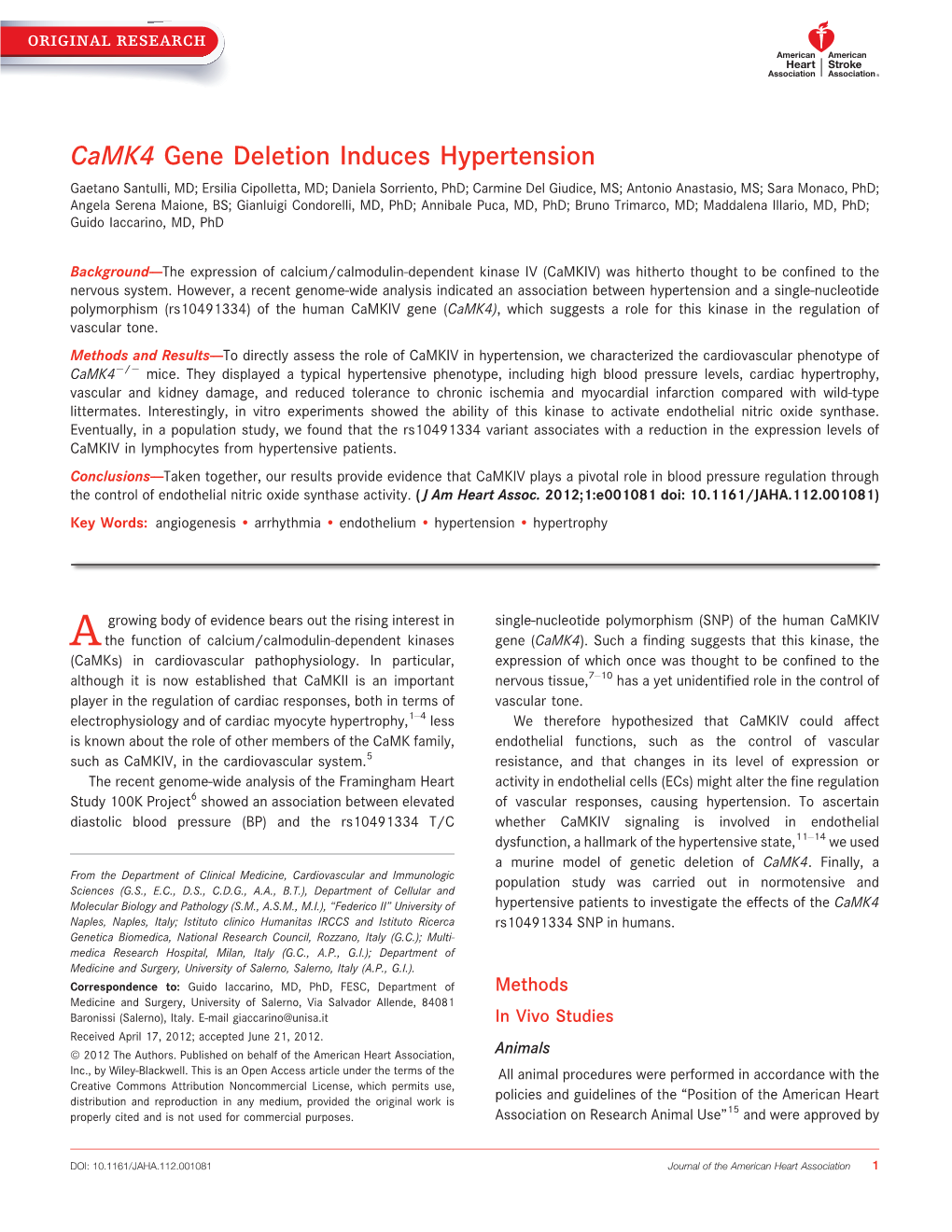 Camk4 Gene Deletion Induces Hypertension