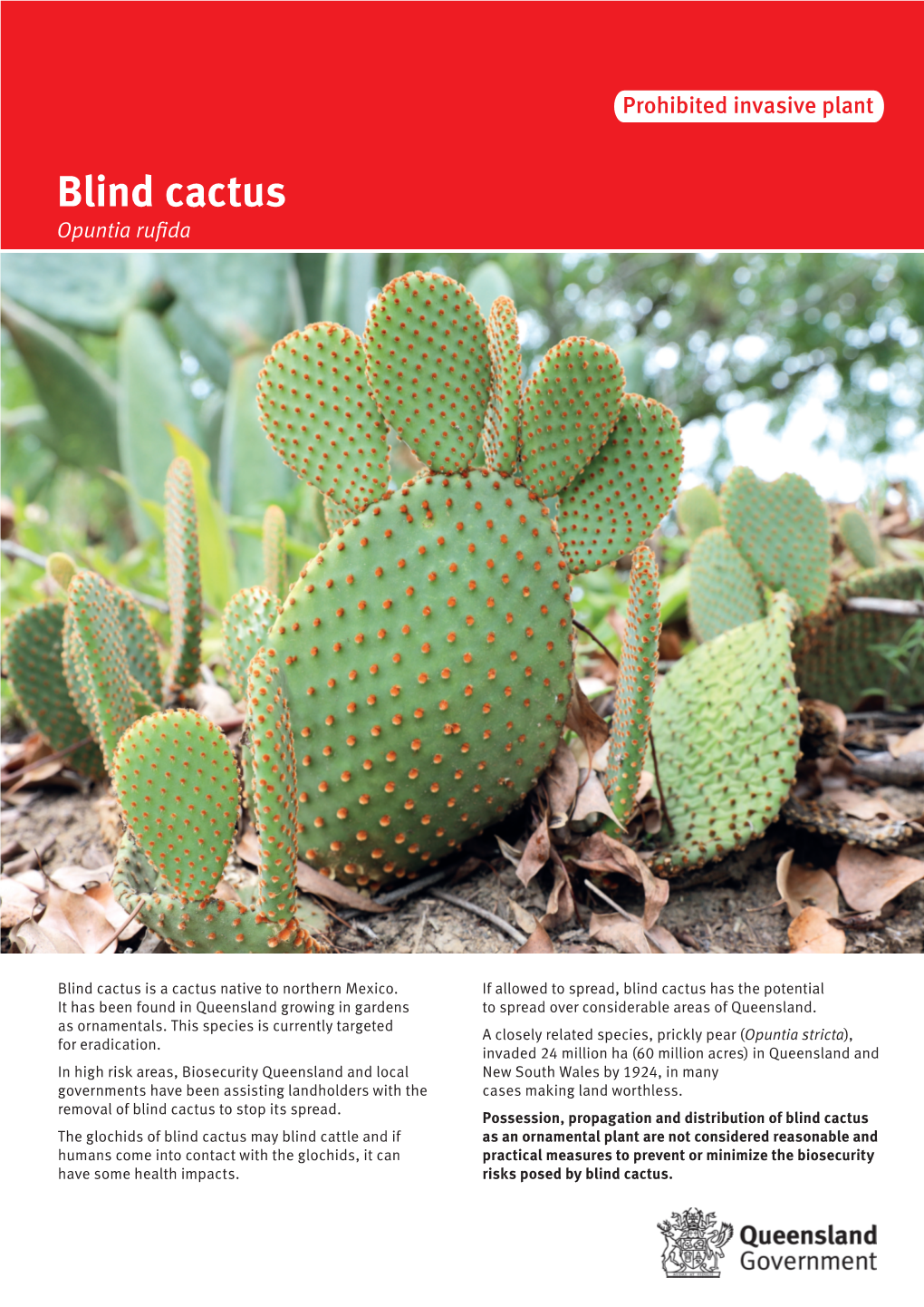 Blind Cactus Opuntia Rufida