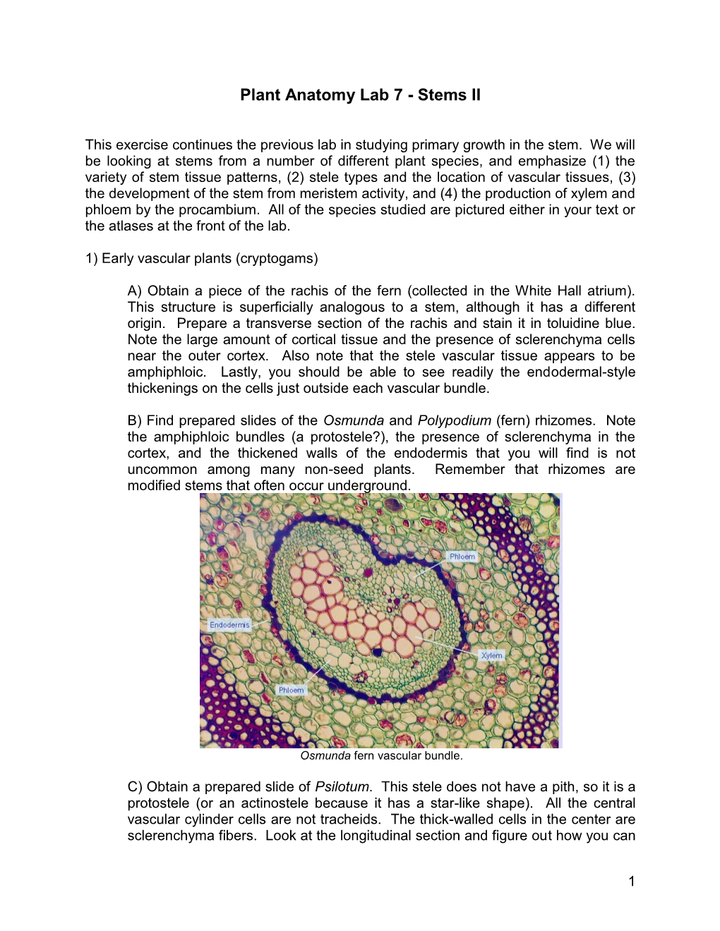 Plant Anatomy Lab 5