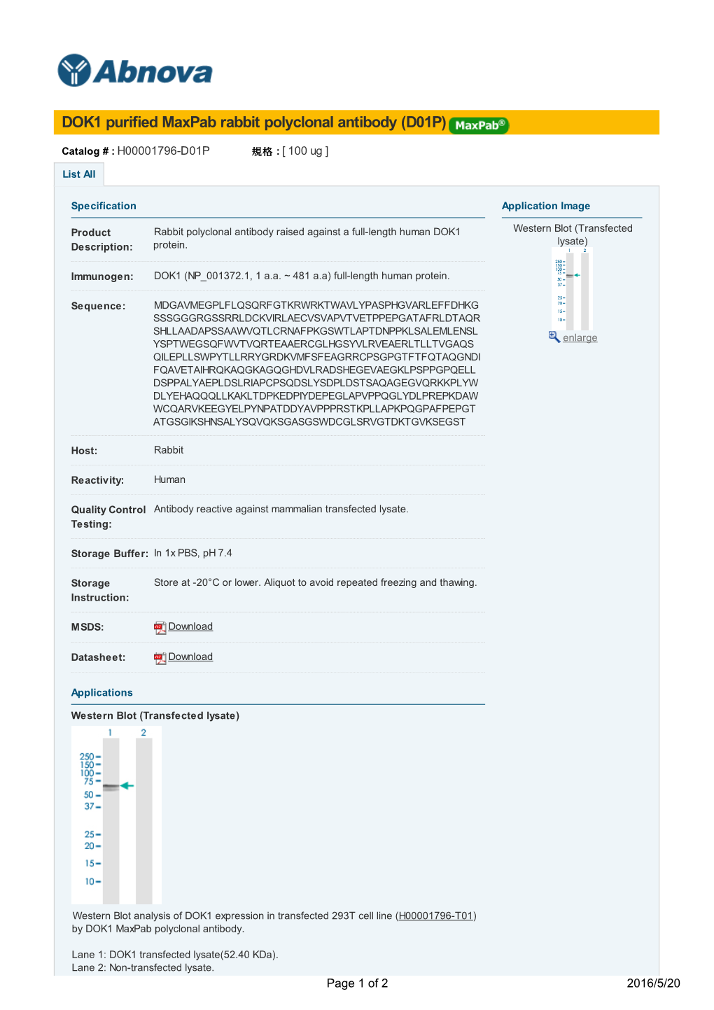 DOK1 Purified Maxpab Rabbit Polyclonal Antibody (D01P)