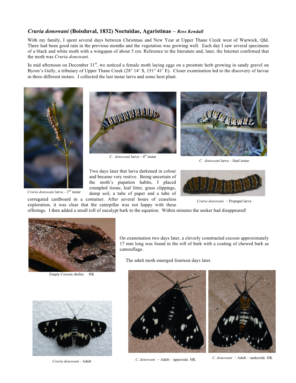Cruria Donowani (Boisduval, 1832) Noctuidae, Agaristinae – Ross Kendall