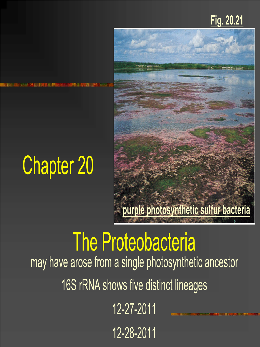 Chapter 20 the Proteobacteria