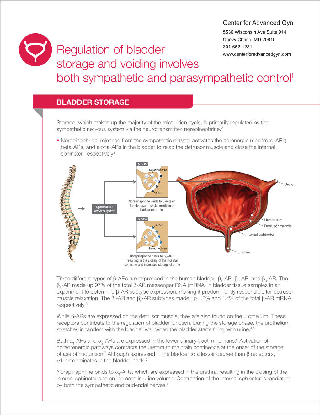 Regulation of Bladder Storage and Voiding Involves Both Sympathetic