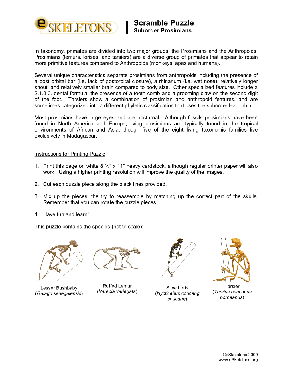 Scramble Puzzle | Suborder Prosimians