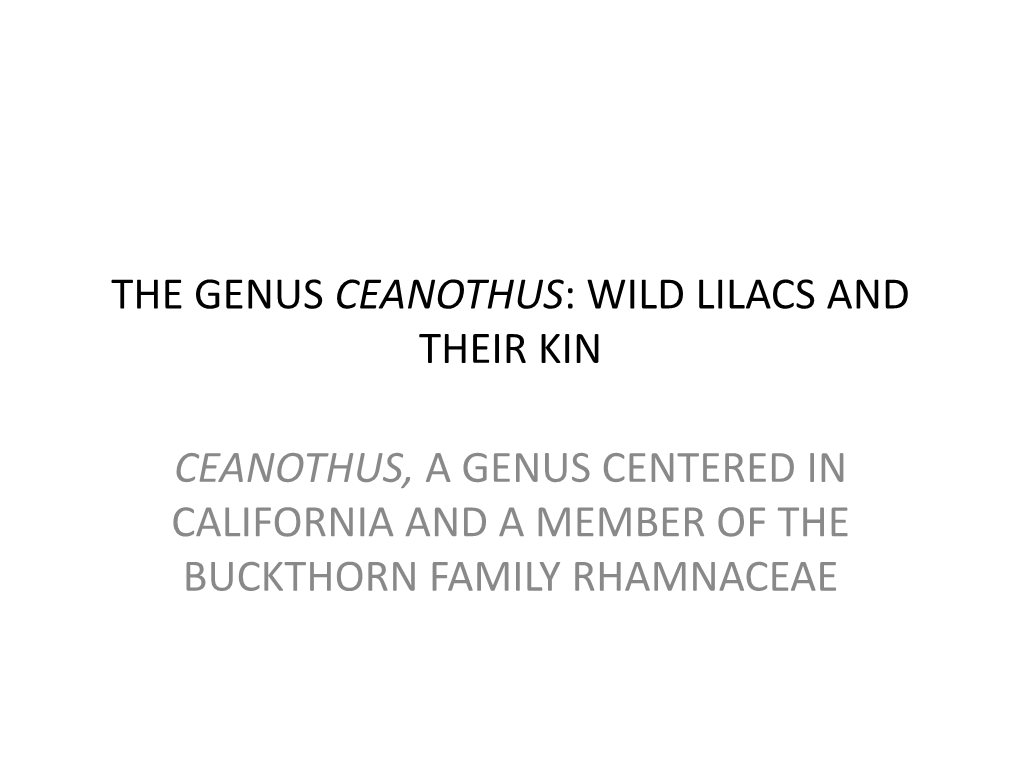 The Genus Ceanothus: Wild Lilacs and Their Kin