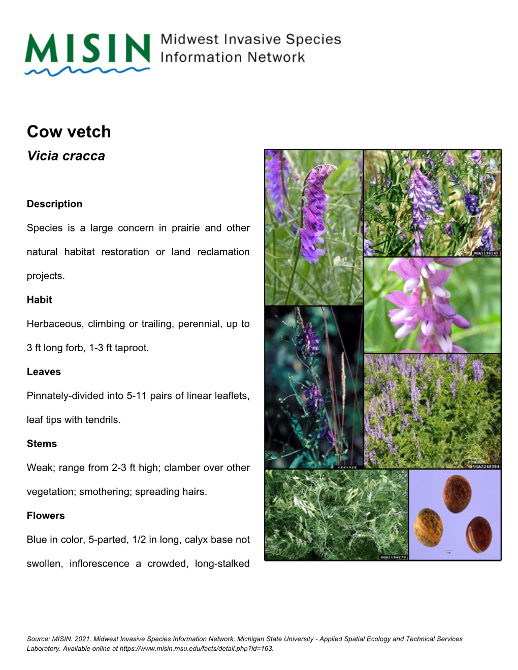 Cow Vetch Vicia Cracca