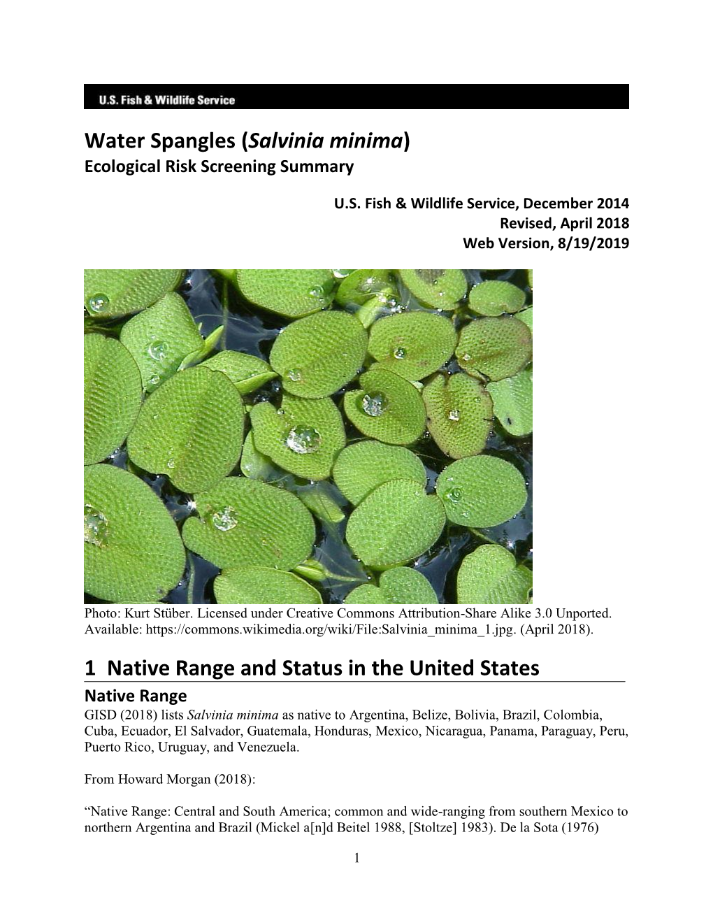 Water Spangles (Salvinia Minima) ERSS