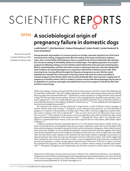 A Sociobiological Origin of Pregnancy Failure in Domestic Dogs