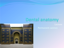 Dental Anatomy