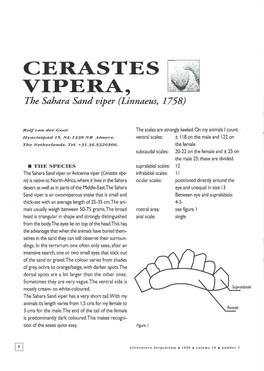 CERASTES VIPERA, the Sahara Sand Viper (Linnaeus, 1758)