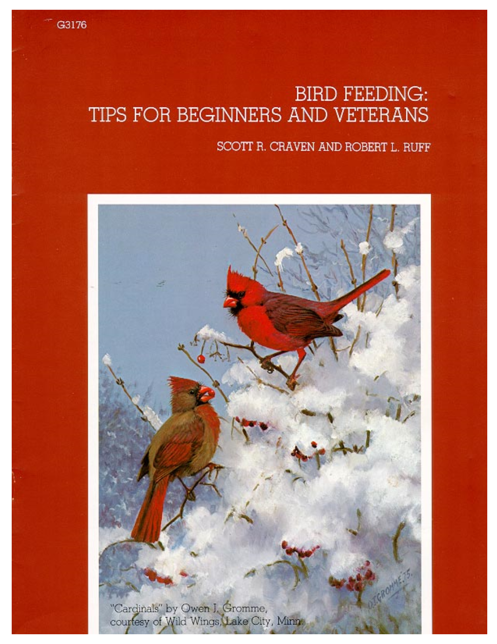 Bird Feeding Tips For